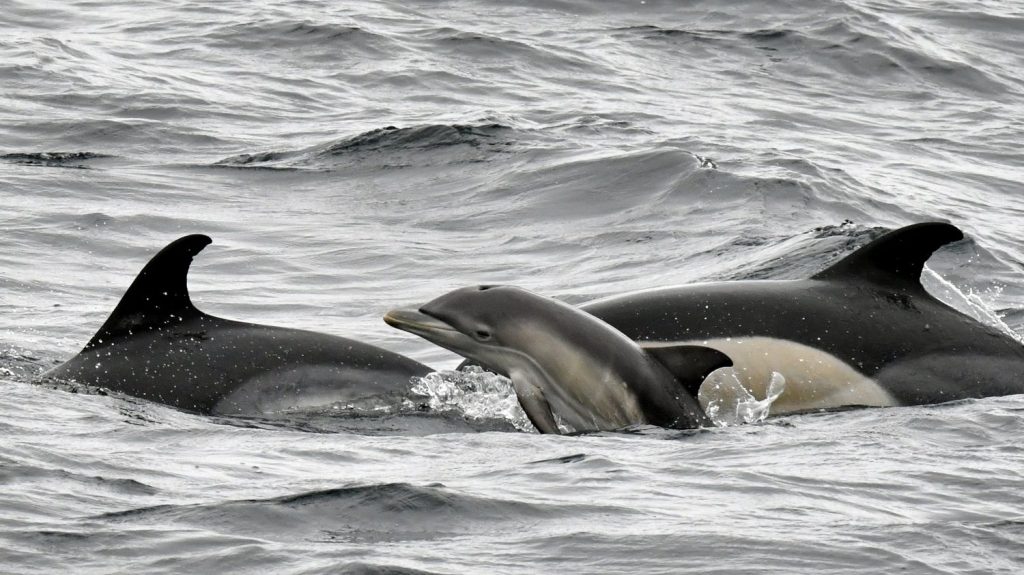 Protection des dauphins : la nécessité du mois d'interdiction de la pêche dans le Golfe de Gascogne confirmée par le Conseil d'État
Une mesure d’interdiction de la pêche dans le Golfe de Gascogne a été prise pour la période comprise entre le 22 janvier et le 20 février 2025.