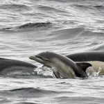 Protection des dauphins : la nécessité du mois d'interdiction de la pêche dans le Golfe de Gascogne confirmée par le Conseil d'État
Une mesure d’interdiction de la pêche dans le Golfe de Gascogne a été prise pour la période comprise entre le 22 janvier et le 20 février 2025.