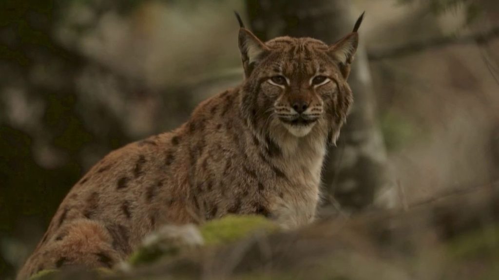 Jura : le lynx, une espèce en danger
Percutés sur la route ou tués par balles, les quelques lynx restant sur le sol français sont menacés. Le centre Athénas, situé dans le Jura, recueille les spécimens blessés pour les soigner, avant de les relâcher dans la nature.