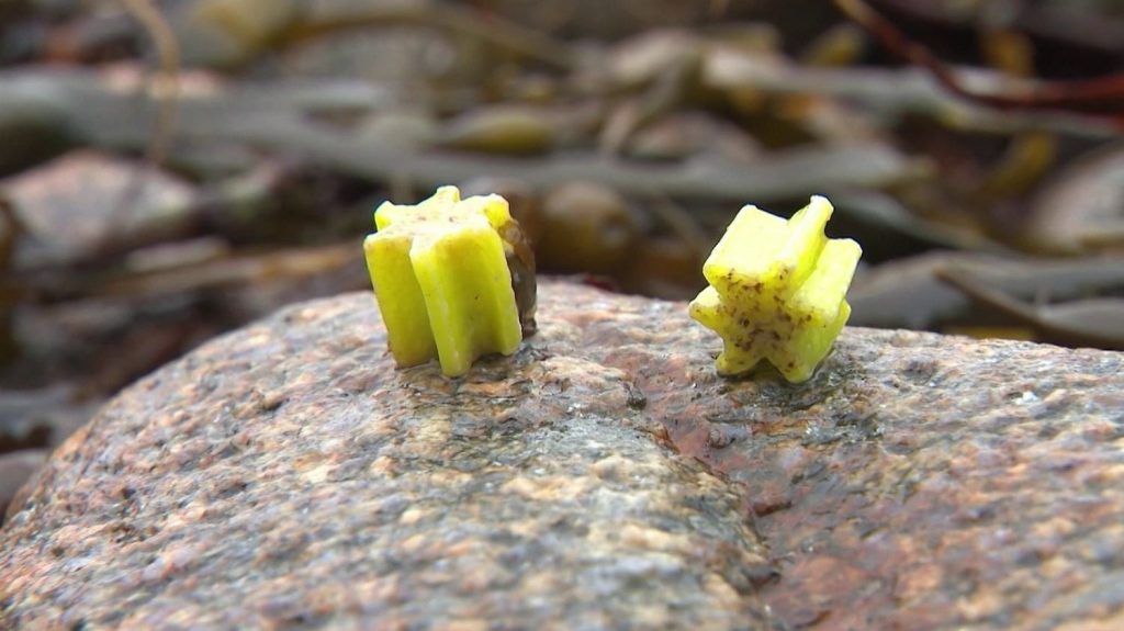Finistère : les mini-étoiles en plastique pullulent sur le littoral
Utilisées pour la dégradation des déchets organiques dans les composteurs, des mini-étoiles en polyéthylène sont retrouvées par dizaines sur le littoral finistérien. Un fléau qui s'ajoute à celui des billes en plastique qui s'échouent sur les plages.