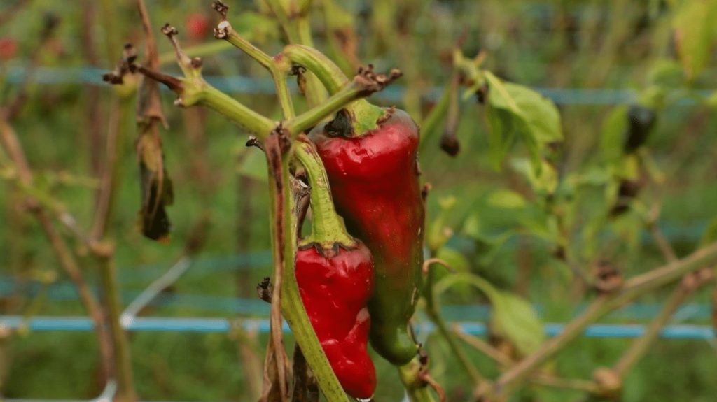 Météo : la filière du piment d’Espelette voit rouge
La récolte du piment d’Espelette s’annonce catastrophique. La raison ? Le mauvais temps et les pluies diluviennes qui se sont abattus sur le sud-ouest.