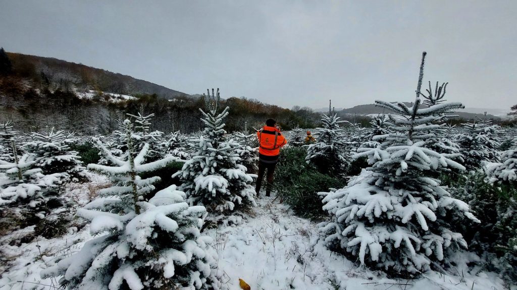 :
Reportage
"Ce serait une grande fierté" : les sapins de Noël du Morvan en bonne voie pour obtenir le label IGP
Il s'agirait de la première Indication géographique protégée (IGP) française horticole ou végétale non comestible en France.