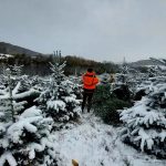 :
Reportage
"Ce serait une grande fierté" : les sapins de Noël du Morvan en bonne voie pour obtenir le label IGP
Il s'agirait de la première Indication géographique protégée (IGP) française horticole ou végétale non comestible en France.