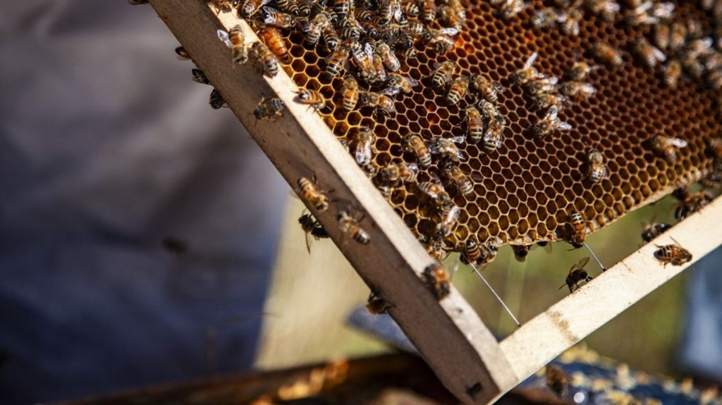 :
Reportage
"Si pas d'abeilles, pas de fruit" : quelles solutions pour contrer la disparition des insectes pollinisateurs ?
Ce sont des petites bêtes sans lesquelles nous ne serions pas grand-chose. Les insectes polinisateurs sont en danger alors qu'elles sont à la base de notre agriculture et de donc de notre alimentation.