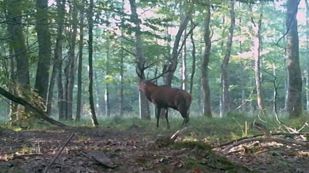 Alsace : les chasseurs, qui ne veulent plus tuer de cerfs, font polémique
Dans les forêts alsaciennes, les dégâts causés par les cervidés inquiètent. Mais les chasseurs assurent que la population de ces animaux est en baisse et que le quota de 2 000 cervidés abattus est impossible à atteindre.