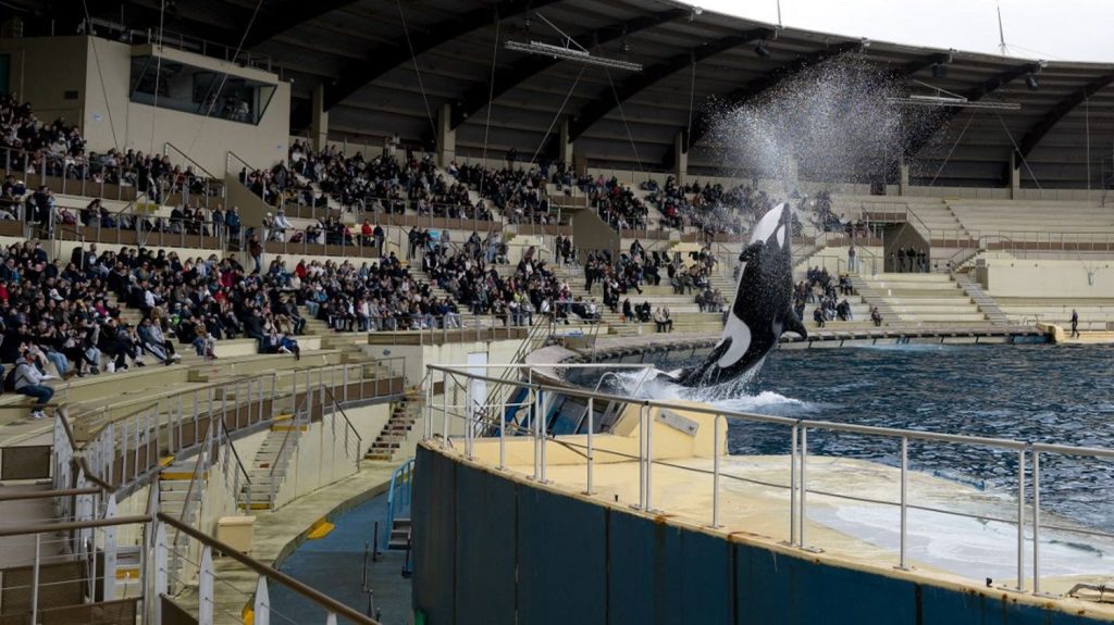 Trois questions sur la fermeture définitive du Marineland d'Antibes, plus grand zoo marin d'Europe
Le parc aquatique ferme ses portes dimanche et la direction doit désormais gérer le sort des nombreux salariés et saisonniers, ainsi que le déplacement des animaux.