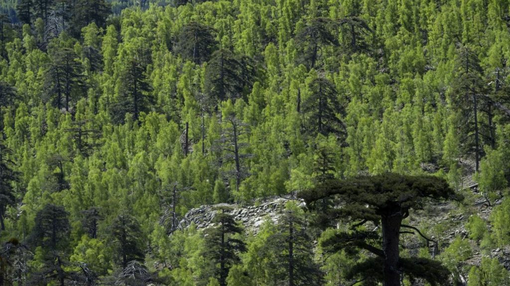 Une large part des forêts de montagne en France sont menacées par le changement climatique, selon une étude
Parmi les 19 écosystèmes forestiers évalués dans les milieux montagnard et du subalpin des différents massifs montagneux de l'Hexagone et de Corse, dix apparaissent comme menacés.