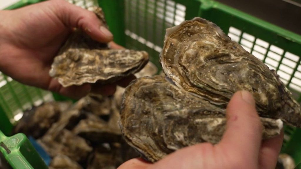 Gironde : les huîtres, la perle d'Arcachon
Le Journal de 13 Heures vous emmène en Gironde pour découvrir l'huître des bassins d'Arcachon, une perle rare du territoire.