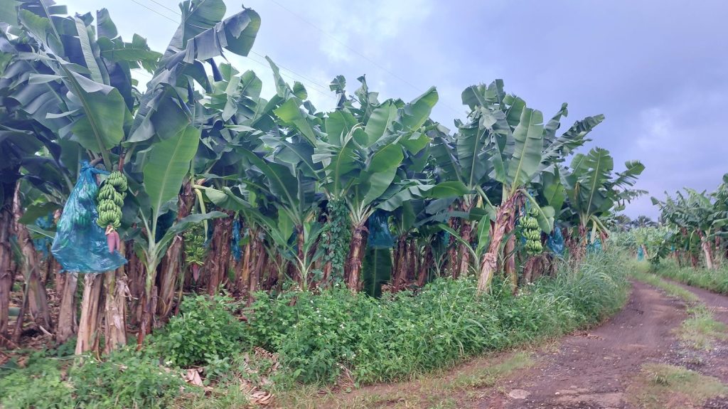Trente ans après l’interdiction du chlordécone aux Antilles, où en est l’indemnisation des populations contaminées par le pesticide
Jusque dans les années 1990, l’usage du pesticide était répandu dans les bananeraies antillaises alors qu’il était interdit depuis 1975 aux États-Unis. Plus de 90% de la population adulte en Guadeloupe et Martinique sont contaminés, selon Santé publique France. Les populations présentent un taux d'incidence du cancer de la prostate parmi les plus élevés au monde.