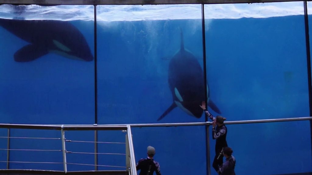 Marineland : le parc aquatique vit ses dernières heures
Ouvert il y a plus de 50 ans, premier zoo marin, Marineland d'Antibes (Alpes-Maritimes) ferme ses portes dimanche 5 janvier. L'incertitude plane sur les 150 animaux du parc.