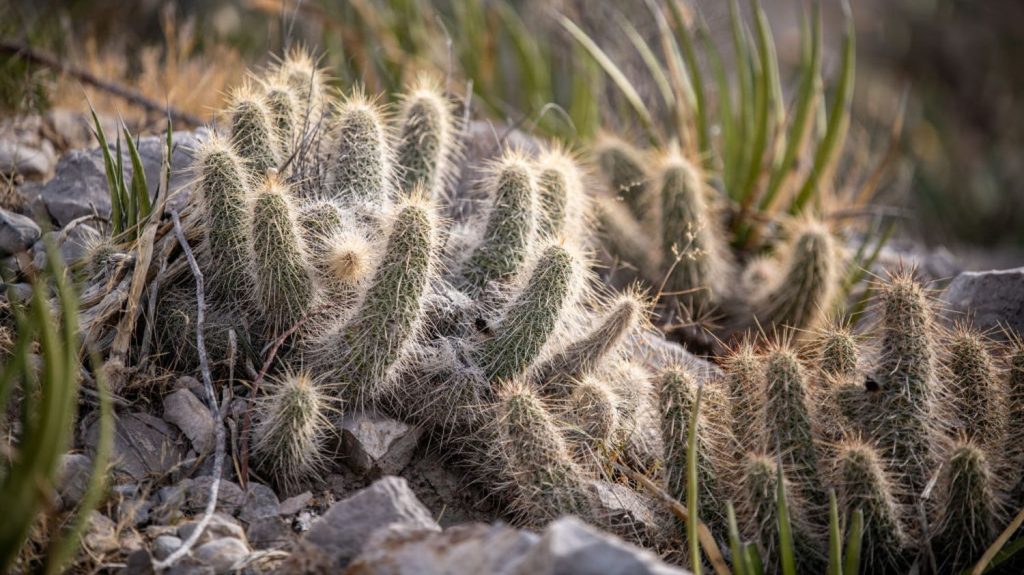 Les "cactus" décernés aux mauvais élèves de la consommation
Chaque année, le magazine "60 millions de consommateurs" pointe du doigt les entreprises qui ont des comportements plus ou moins négatifs.