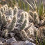 Les "cactus" décernés aux mauvais élèves de la consommation
Chaque année, le magazine "60 millions de consommateurs" pointe du doigt les entreprises qui ont des comportements plus ou moins négatifs.