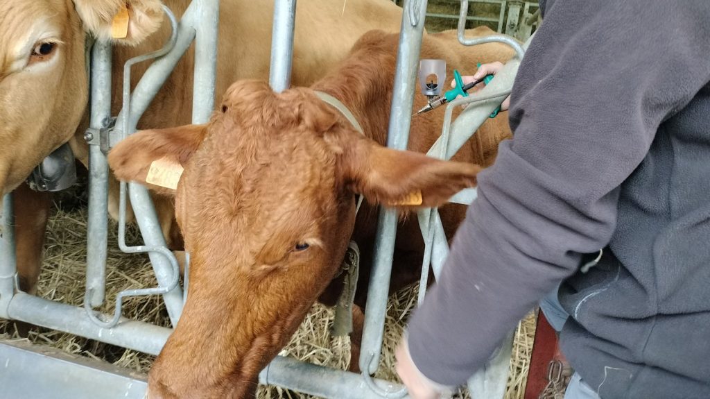 Fièvre catarrhale ovine : la Creuse en pénurie de vaccins, la FDSEA dénonce "un manque d'anticipation de la part de l'État"
En Creuse, les agriculteurs font face à une pénurie de vaccins contre la fièvre catarrhale, alors que l'épidémie frappe durement les troupeaux de moutons et de bovins du département depuis plusieurs mois.