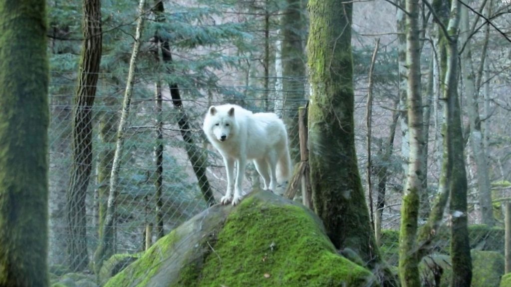 Ariège : visite guidée au plus près des meutes à la Maison des loups
Pour la première fois, et jusqu’au 5 janvier prochain, la Maison des loups organise des visites guidées en petits groupes. France 2 vous emmène découvrir le lieu.